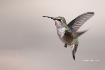 Annas-Hummingbird;Calypte-anna;Female;Flying-Bird;Hummingbird;One;Photography;ac